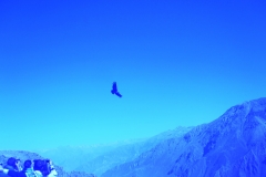 IMG_4141-BLUE